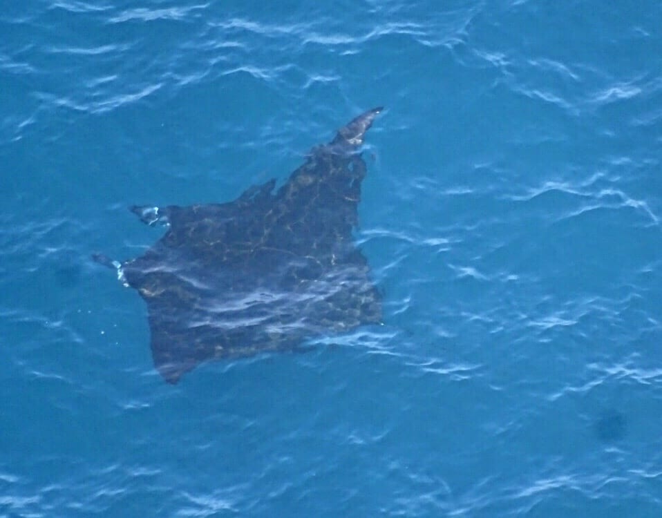 Manta ray at Manta Point 