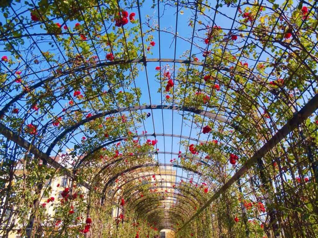 Rose archway Schönbrunn Palace