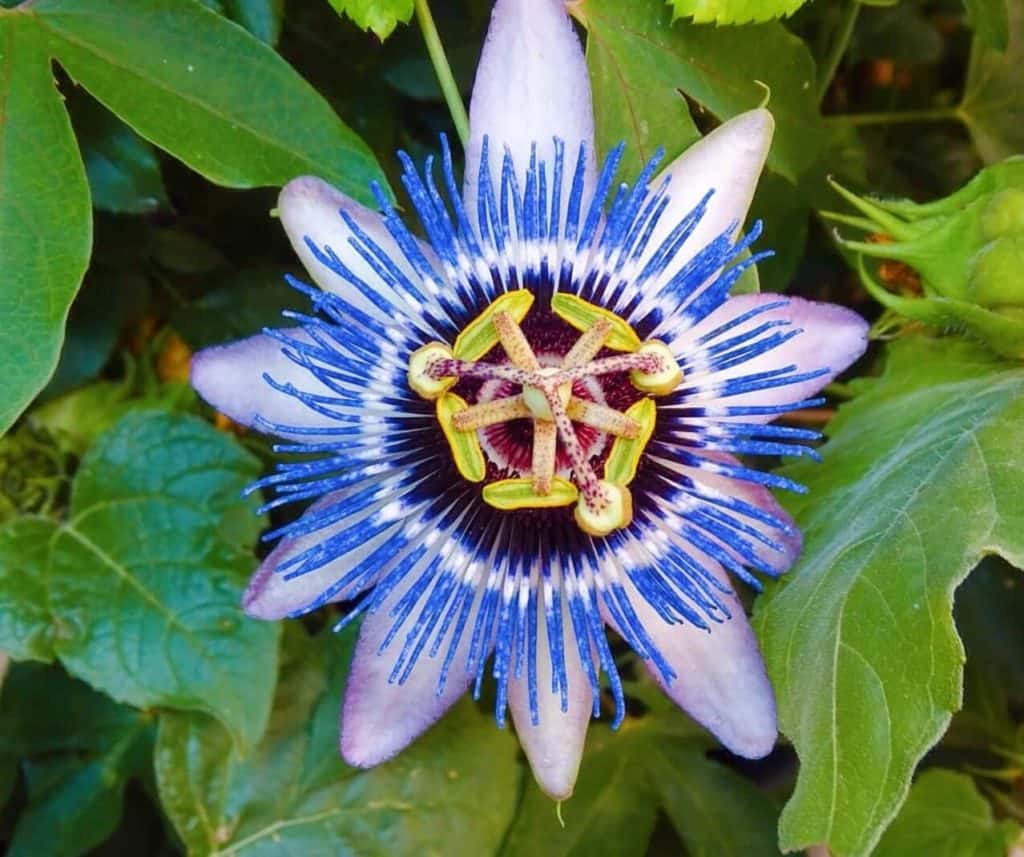 Passion fruit flower in Vienna