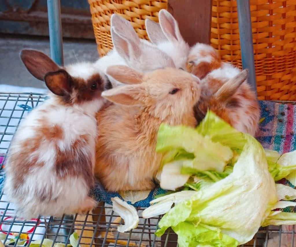 Rabbits at San Gregorio Xochimilco