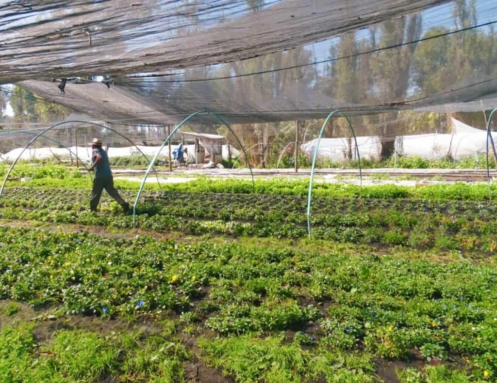 Floating Gardens Xochimilco