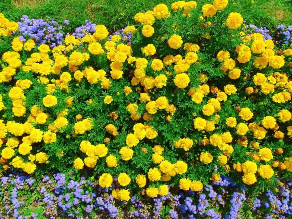 Flowers in Englischer Garten Munich