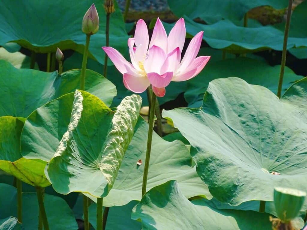 Lily pad Saraswati Temple 