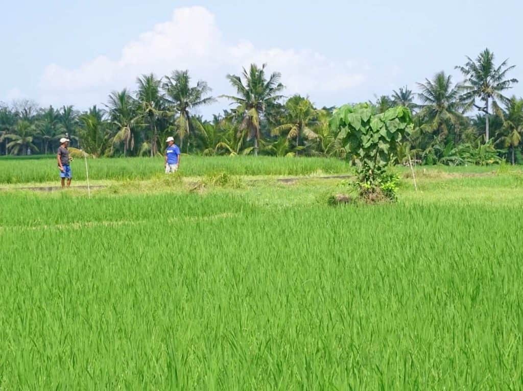 Warung Janggar Ulam Ubud restaurant 