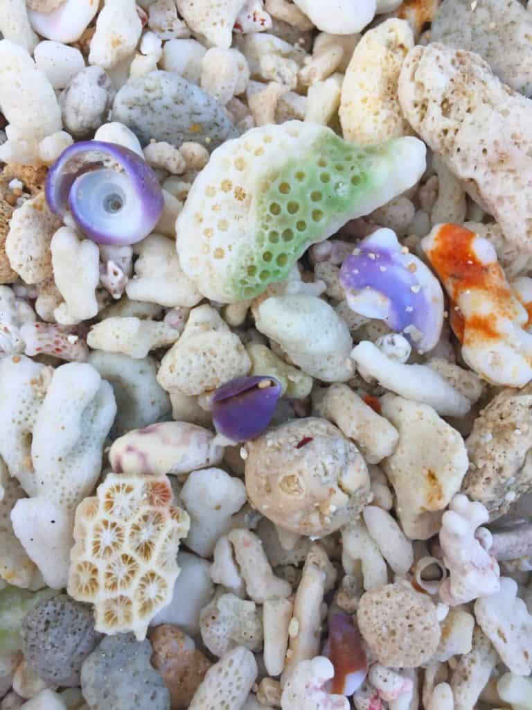 Coloured coral Nusa Lembongan beach