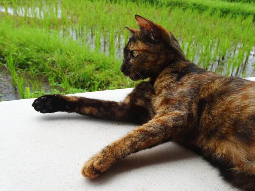 Cat at Pomegranate Cafe Ubud rice fields