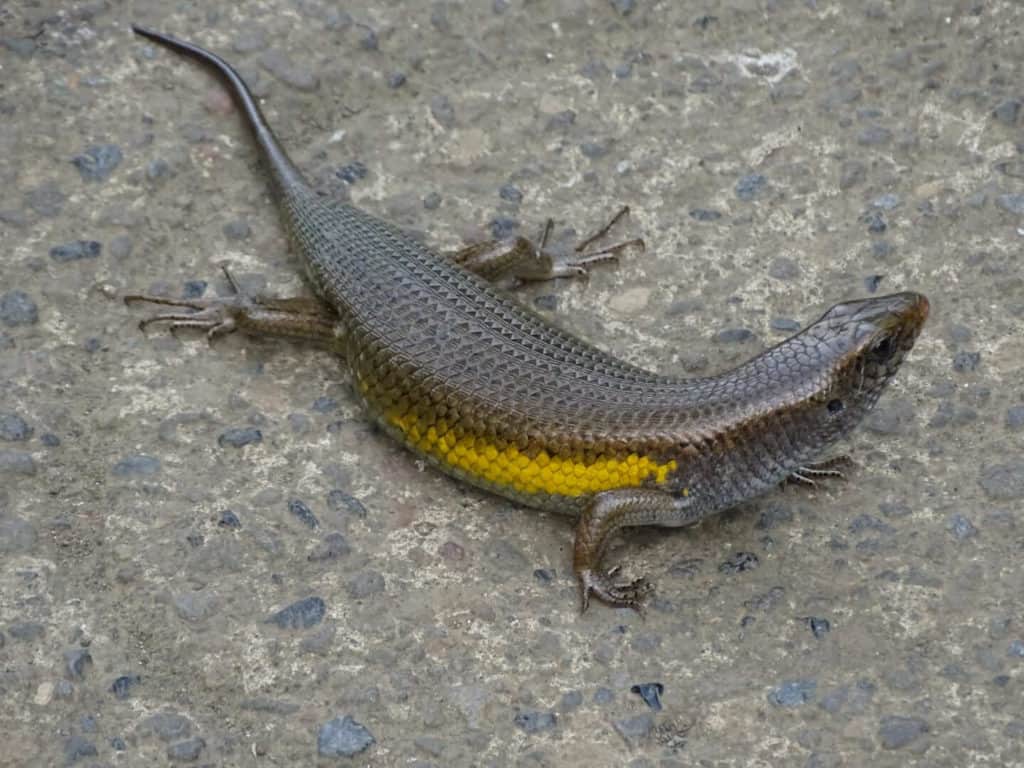Lizard at Campuhan Ridge Walk Ubud attractions