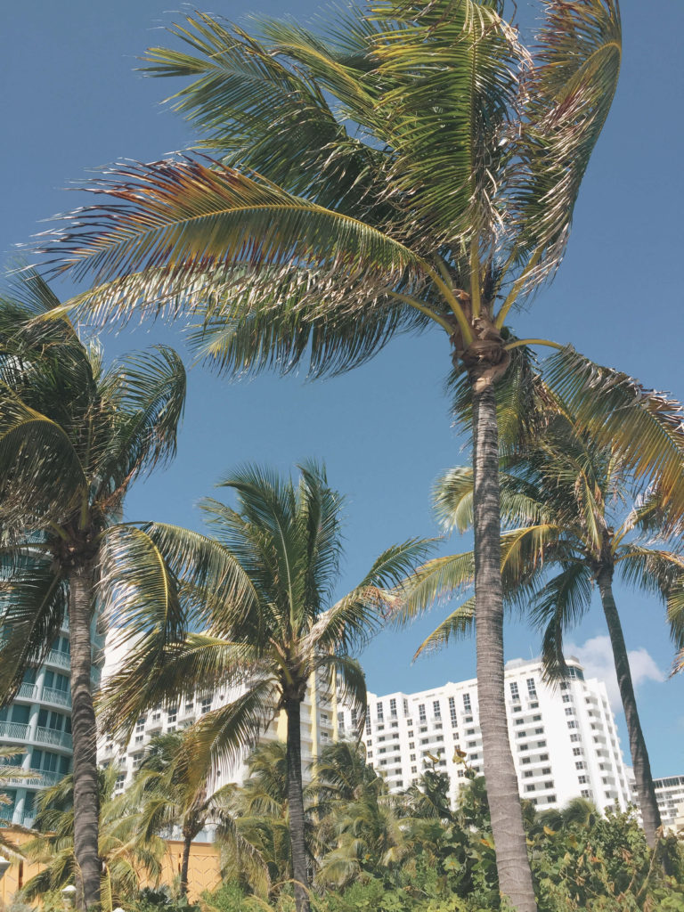 Palm trees Miami Beach