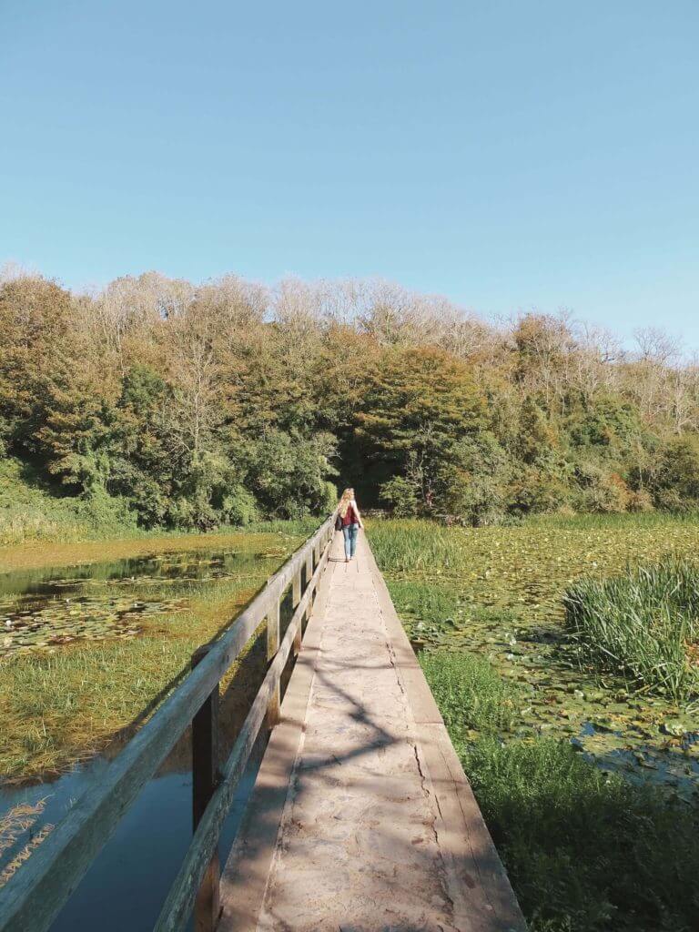 Bridge at Bosherston Lily Ponds