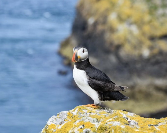 Skomer island puffin Wales bucket list