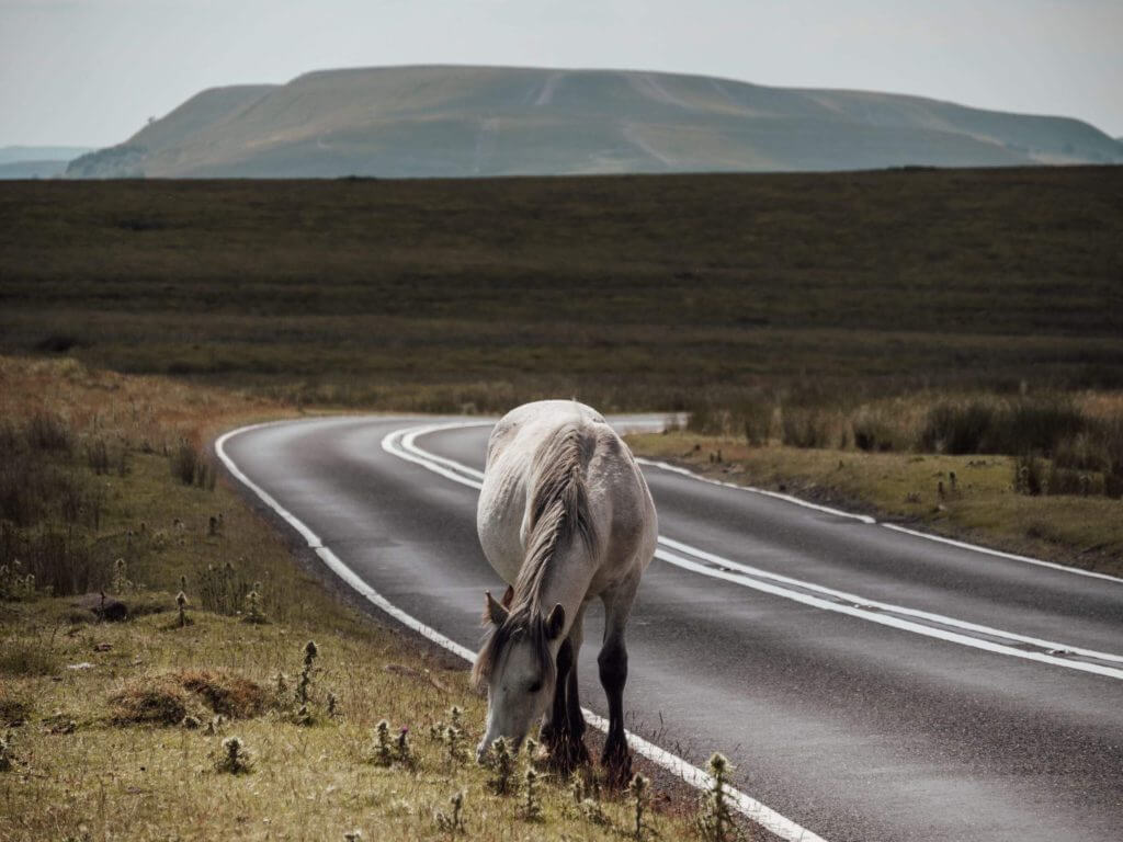 Horse in Brecon Beacons