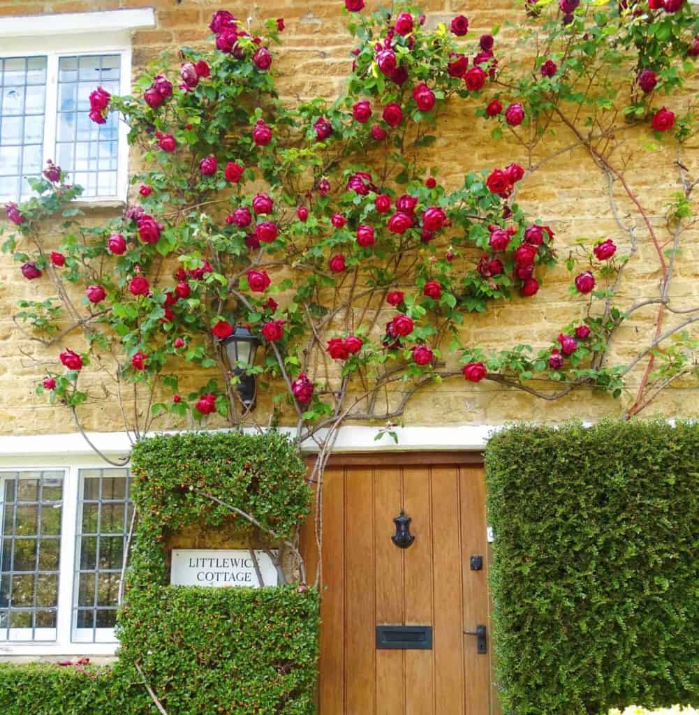 Church Enstone roses