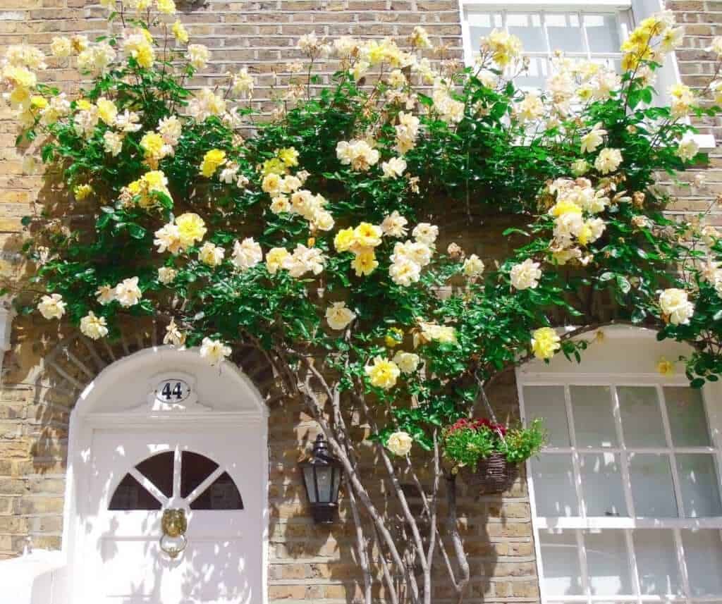Flower doorways noting hill