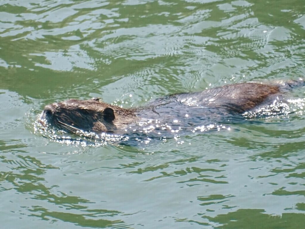 Nutias things to see Ljubljana