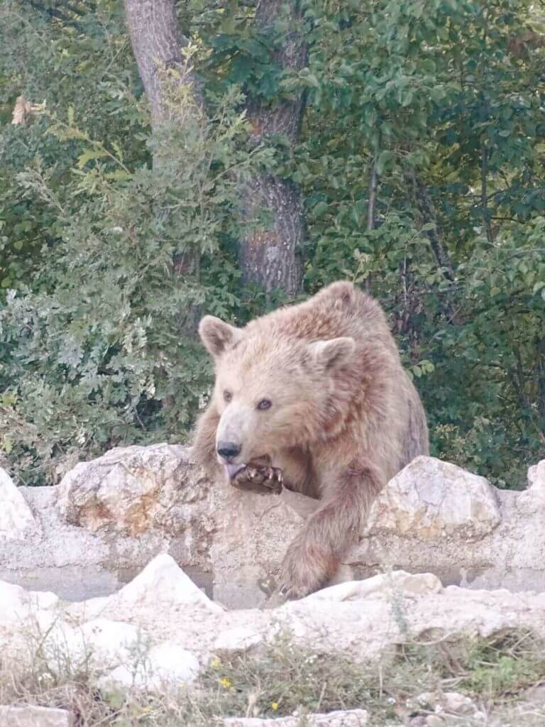 Bear sanctuary things to do pristina