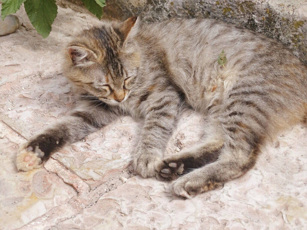 cats of kotor