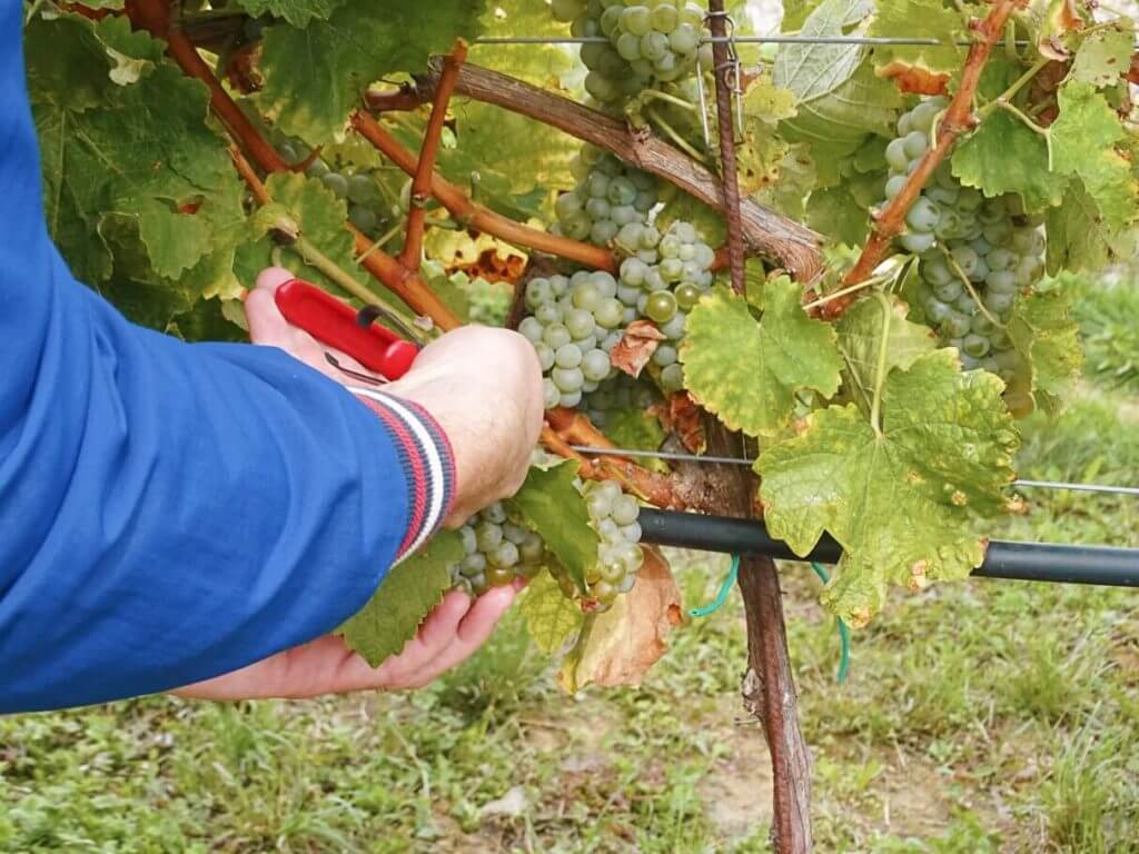 Picking grapes