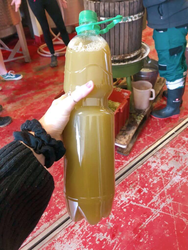 Young wine moravia czech republic