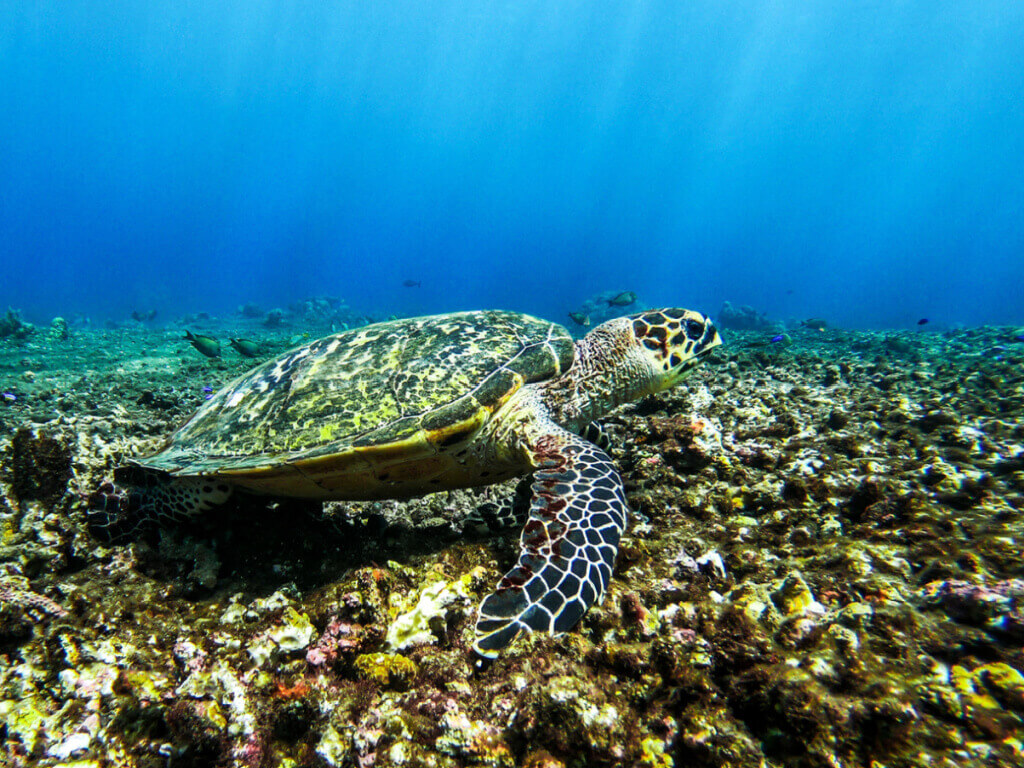 Turtle amed bali itinerary 
