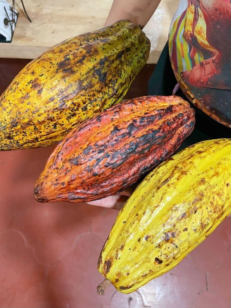 Cacao pods