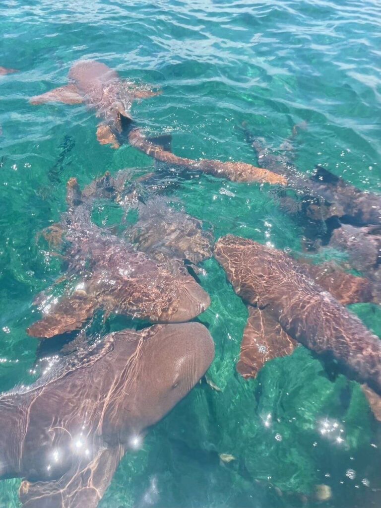 Snorkelling sharks islands