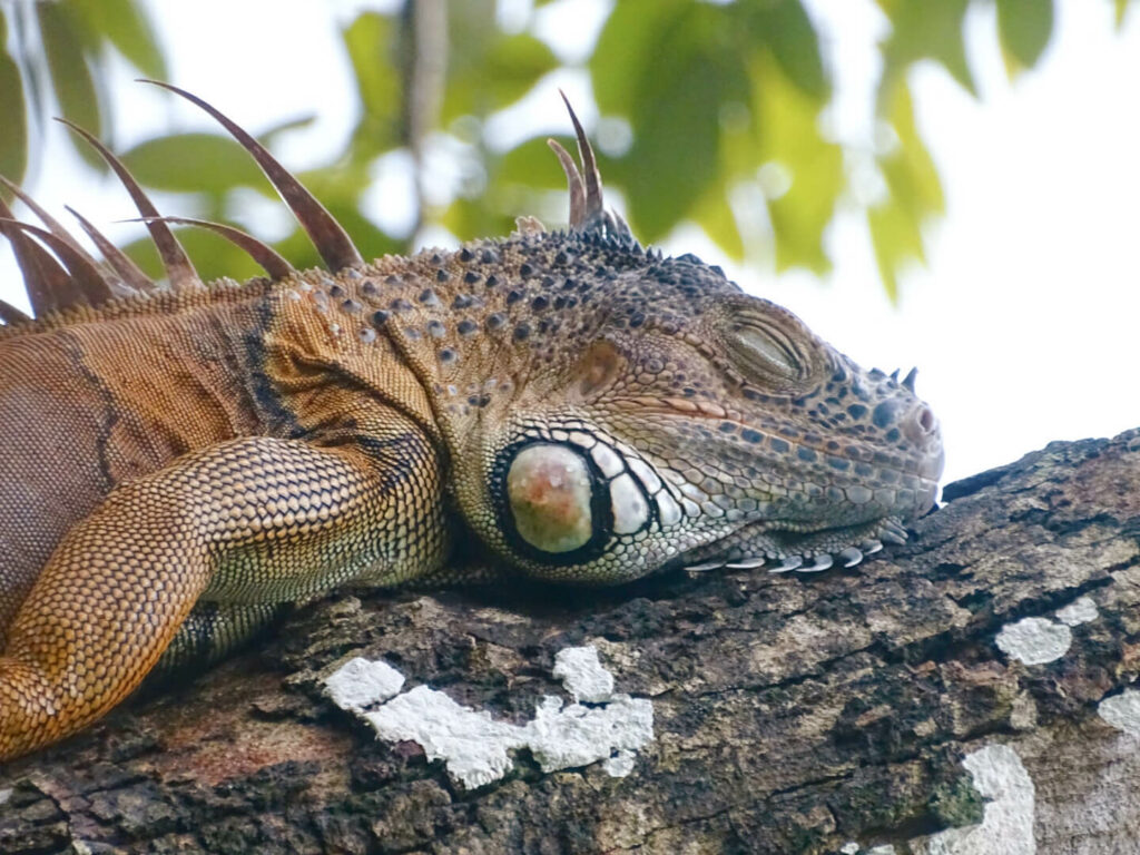 Iguana