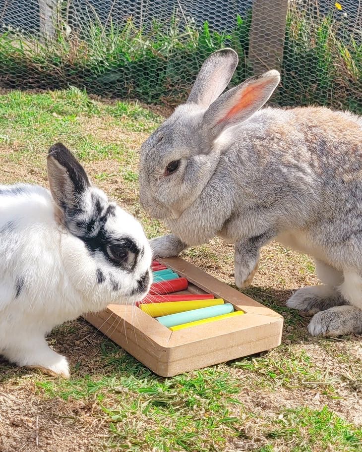 Rabbits is workaway worth it