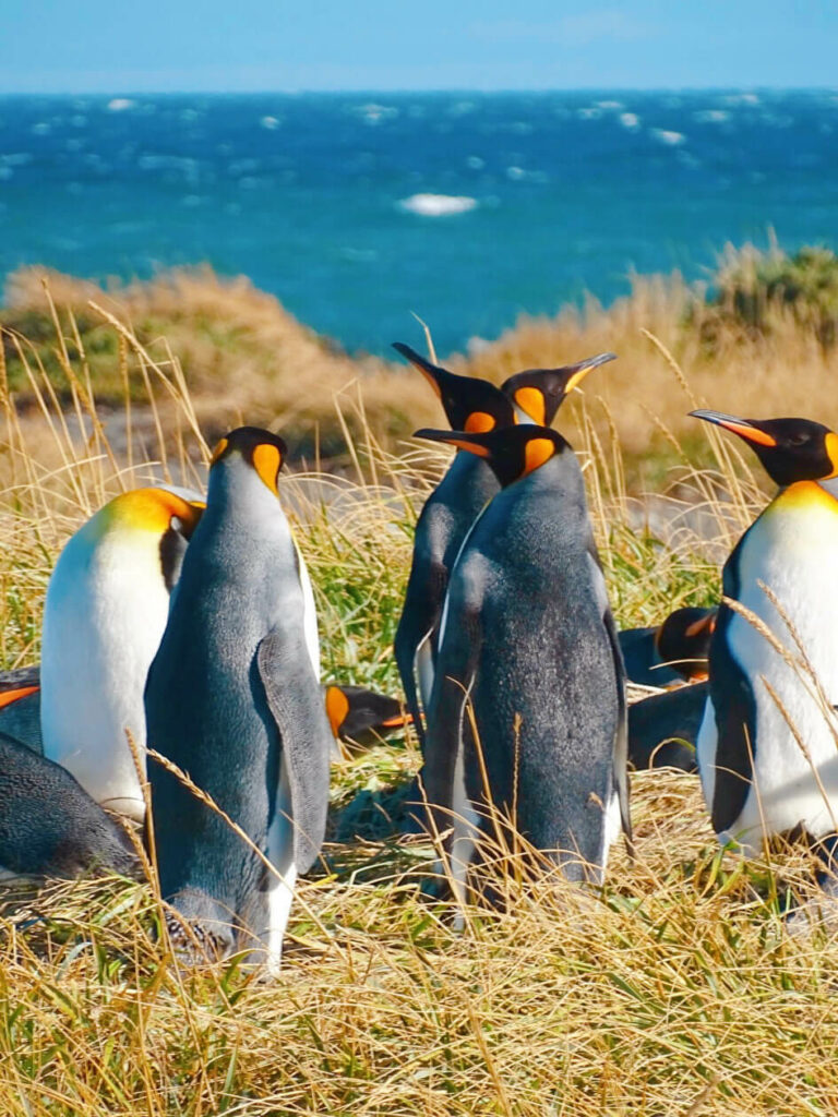 Penguins patagonia 