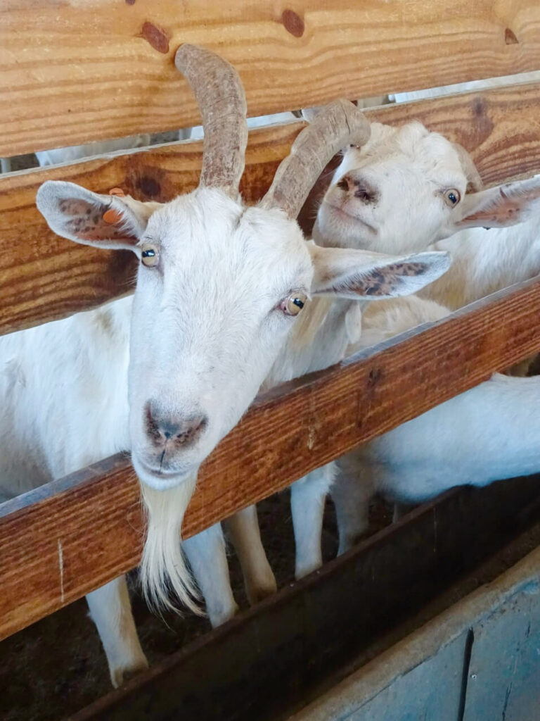 Goats farm