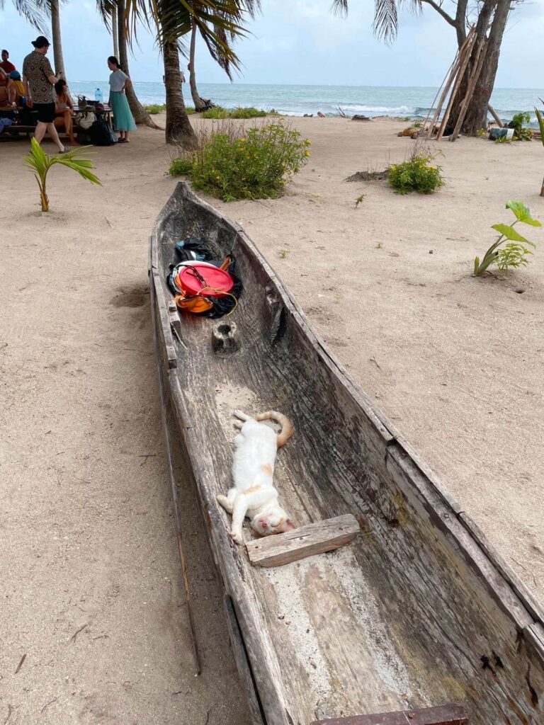 Cat sleeping in a canoe