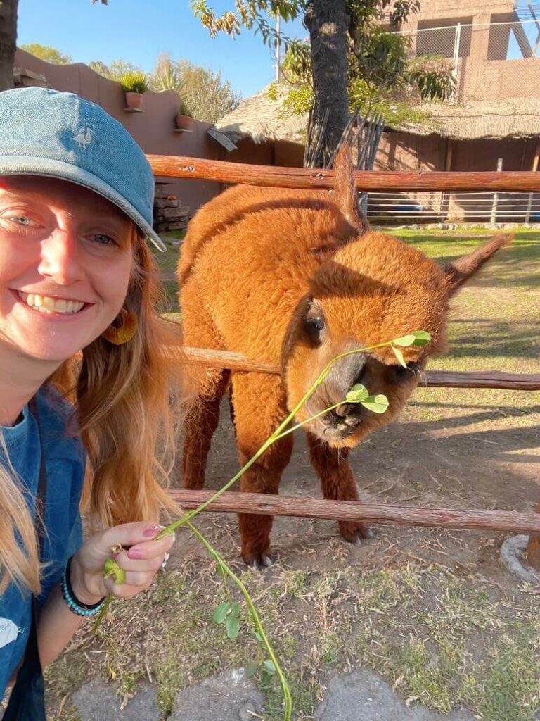 Alpaca in Arequipa