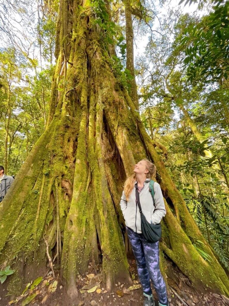 Big tree Monteverde cloud forest
