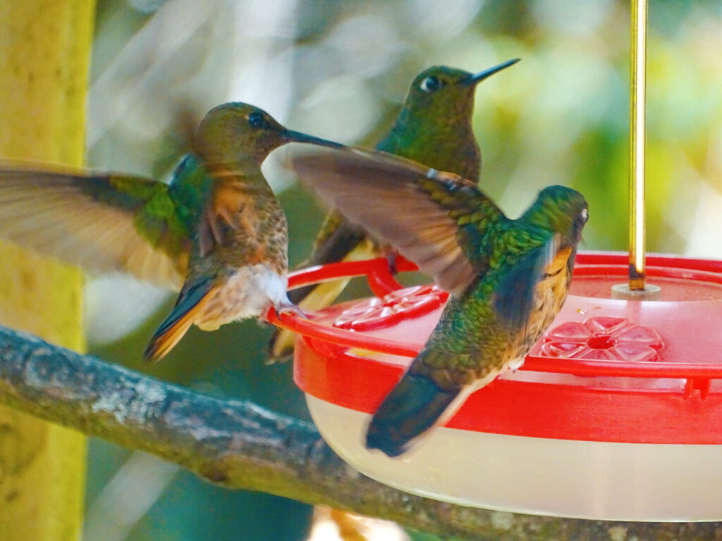 Hummingbirds