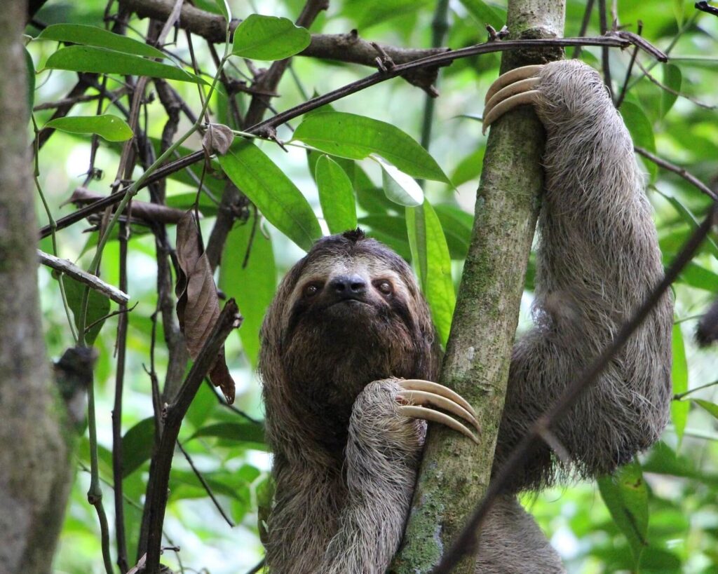 Sloth in nature