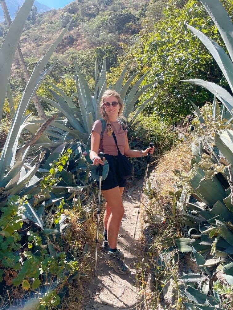 Surrounded by cacti on colca canyon hike peru 