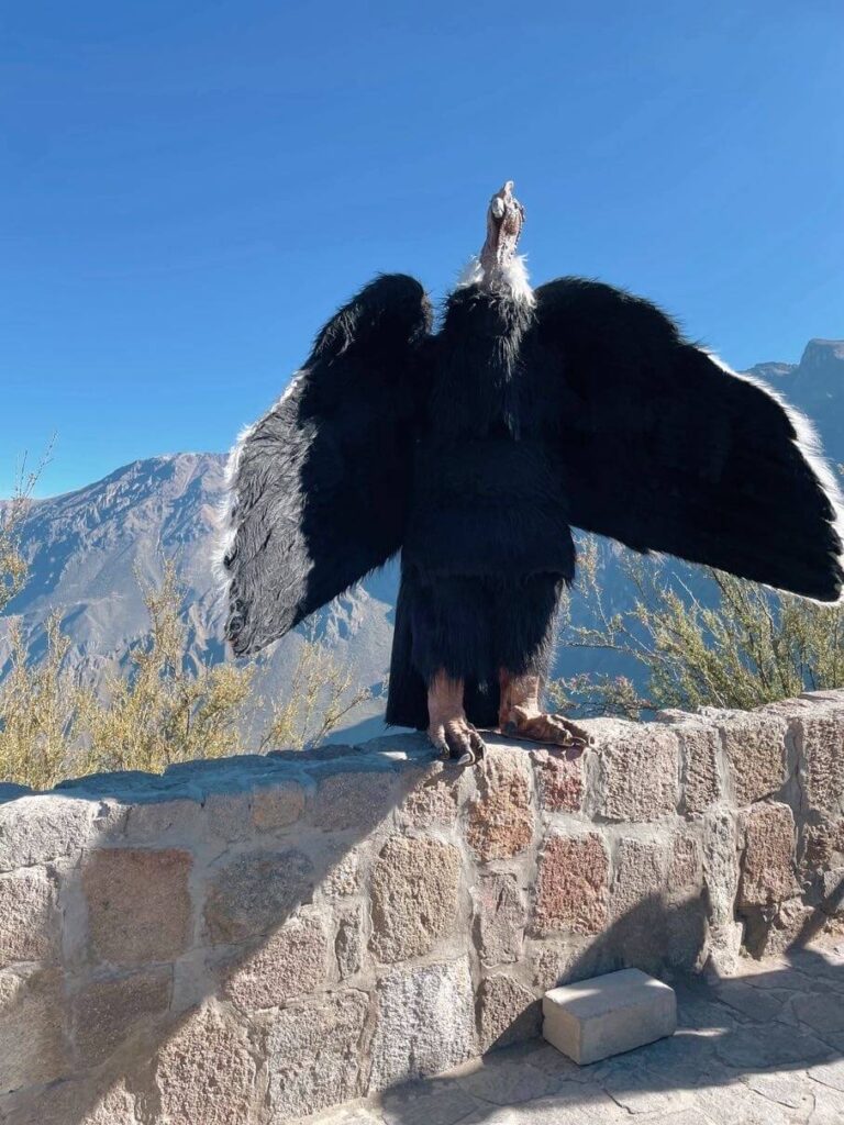 Condor viewing point
