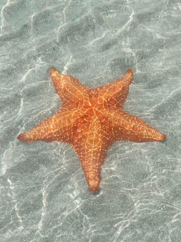 Starfish beach bocas del toro