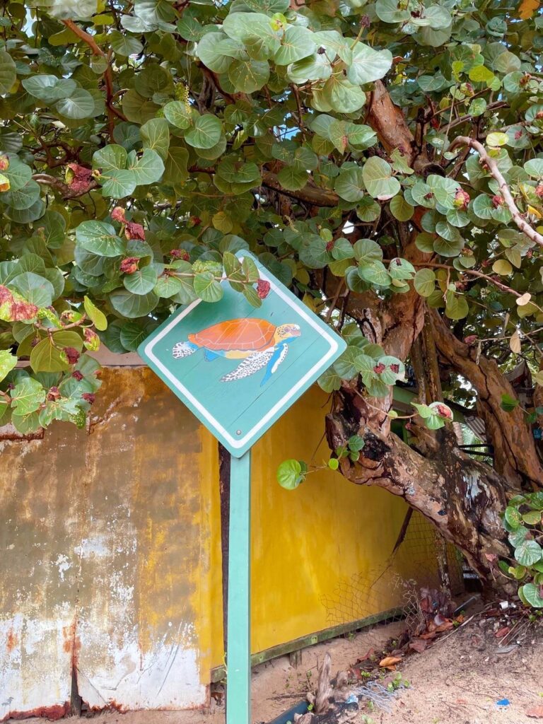 Turtle sign corn islands