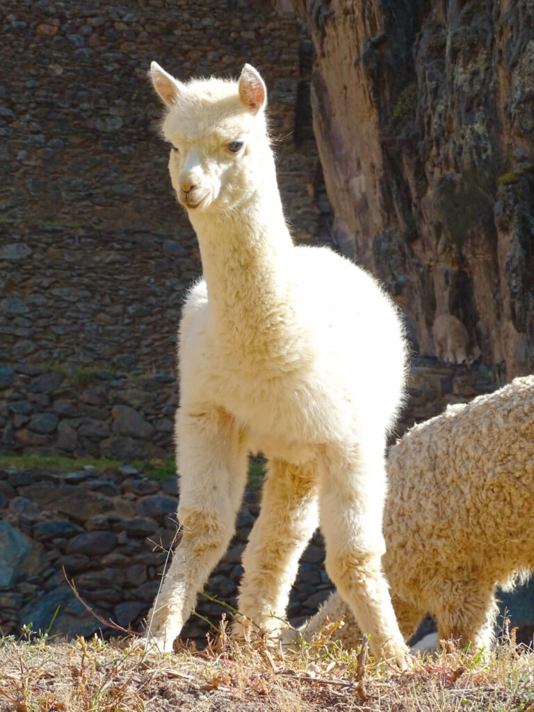 Alpaca