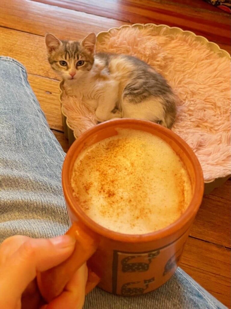 Coffee at cat cafe