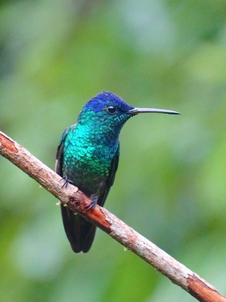 Hummingbird amazon rainforest 