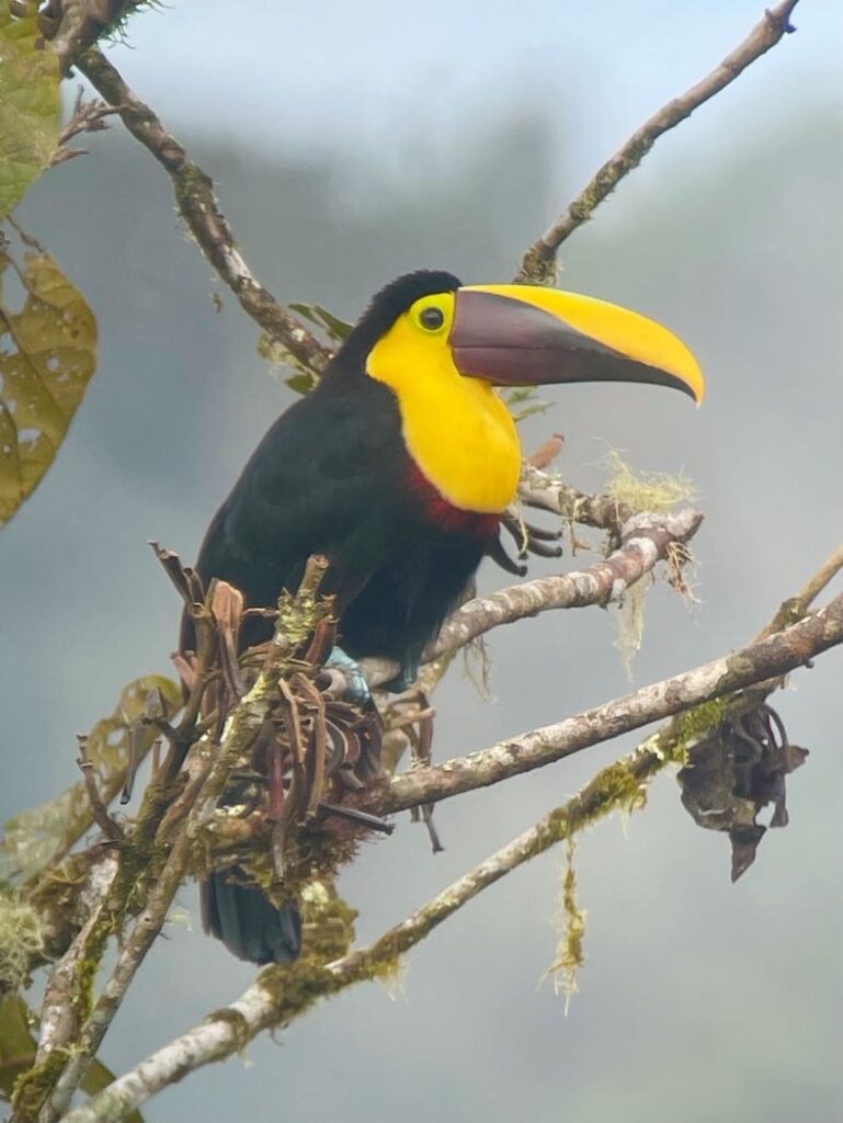 Toucan in mindo