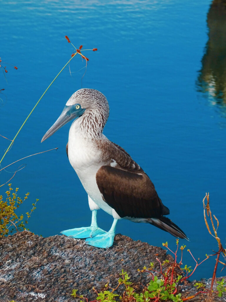 Blue footed bird 