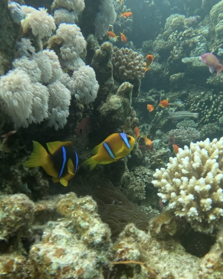 Snorkelling