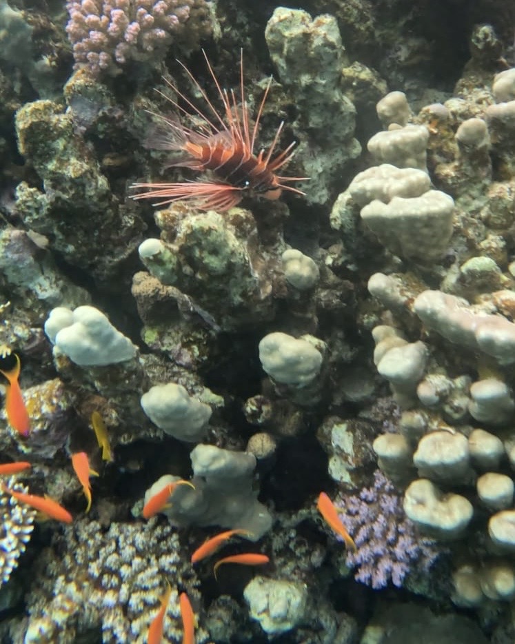 Lion fish in dahab